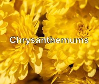 C3. Chrysanthemum Class. One vase, three sprays, any cultivar/s.