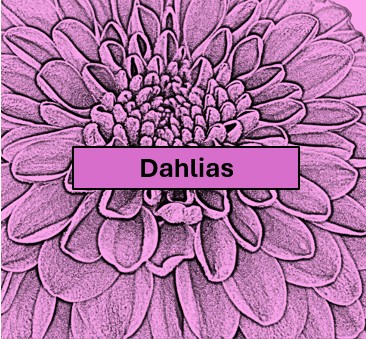 D1.  One vase, one bloom, large /giant - decorative, cactus or semi-cactus 