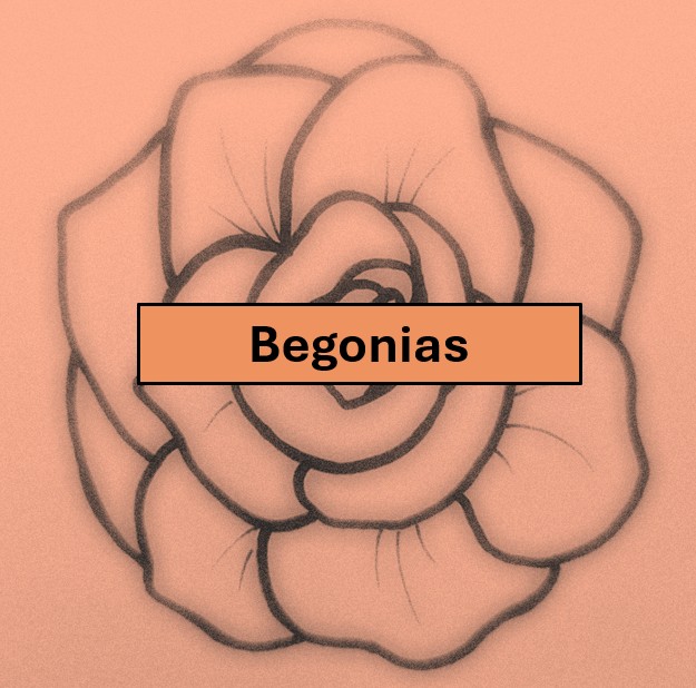 B1. One pot - large flowered tuberous begonias