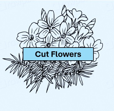 CF5. One vase - three stems - Asters - single or double