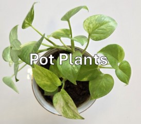 PP3. Pot Plant Class. One pot of Geranium / Pelargonium.