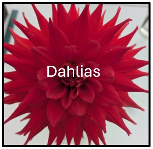 D1. Dahlia Class. One vase, one bloom, large /giant - decorative, cactus or semi-cactus 
