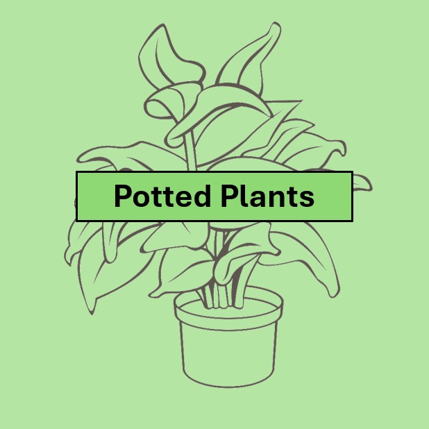 PP8. One pot of any type of flower grown from a bulb/corm