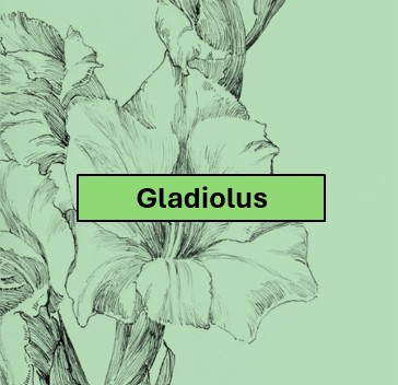 G1.  One vase, one spike, 100 / 200 size, any cultivar