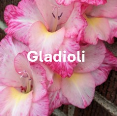 G2. Gladiolus Class. One vase, one spike, 300 / 400 size, any cultivar.