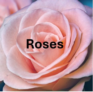 R3. Rose Class. One vase, one stem, cluster rose.