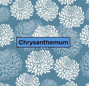 CC. THE CHRYSANTHEMUM CHAMPIONSHIP