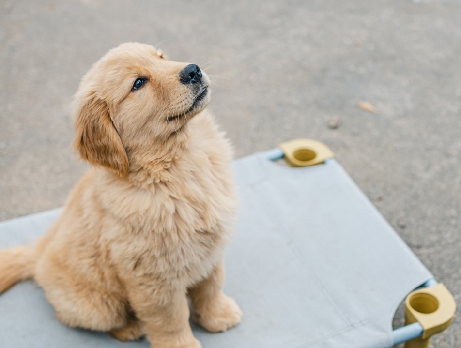 Puppy Foundation Programme – Initial Session