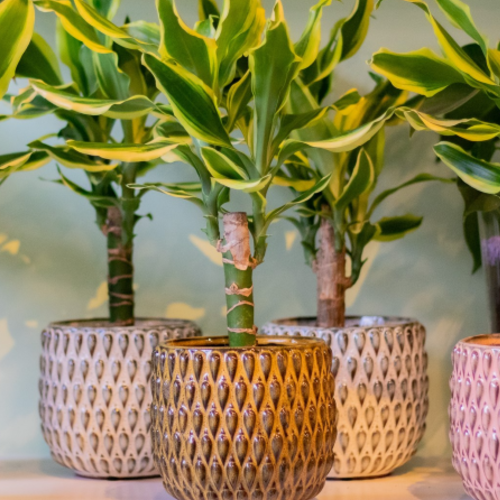 Ramo de Flores Frescas