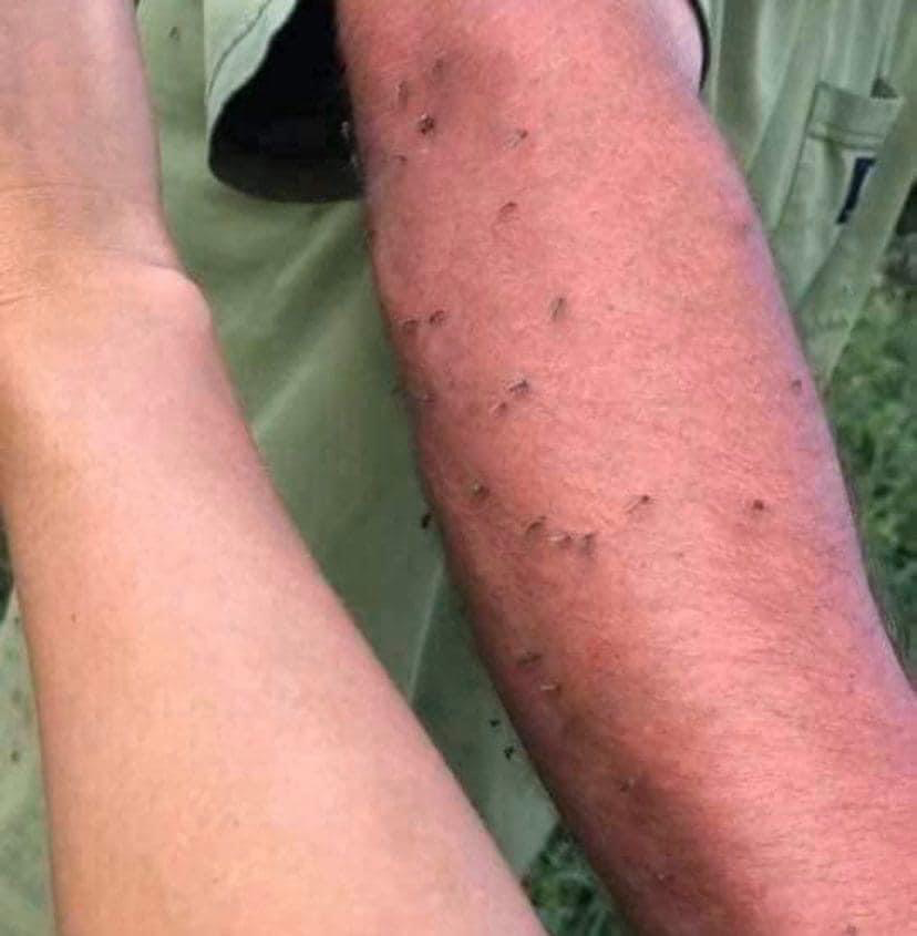 Mosquito Repellent/Bite Healer