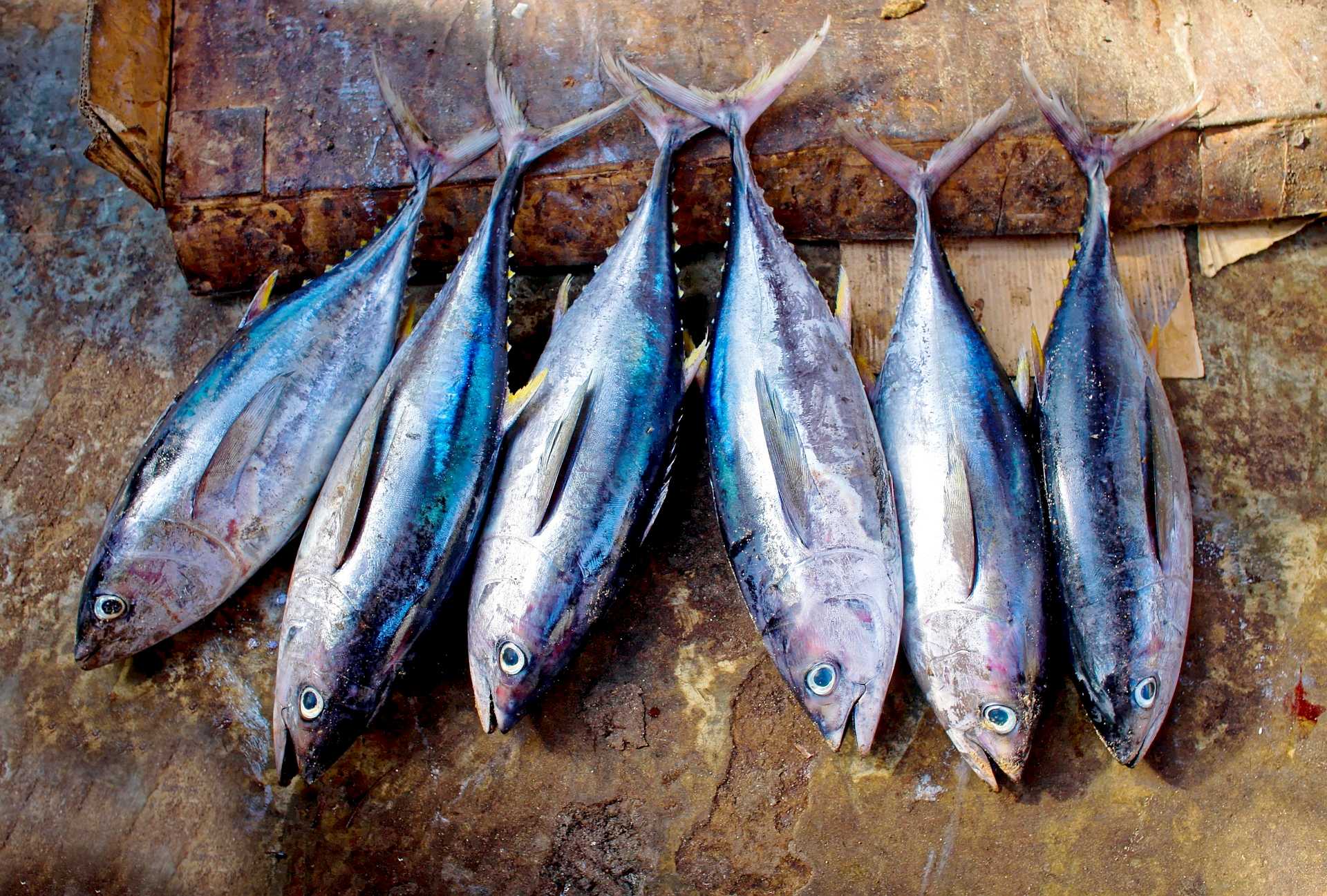 Tuna Fish
