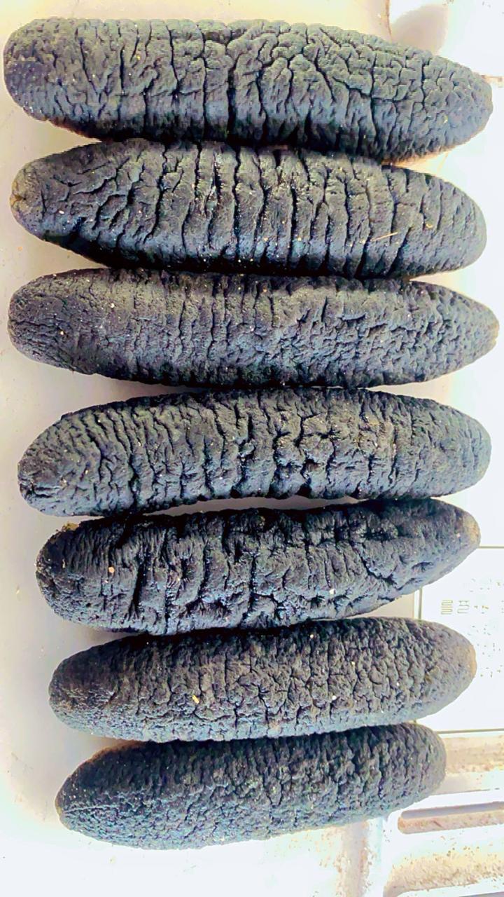 Sandfish - Sea Cucumber