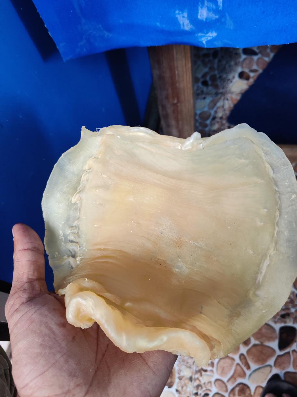 Dried Swim Bladder