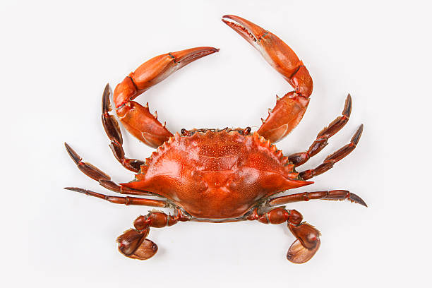 Crabs