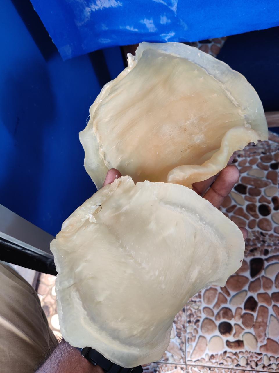 Dried Swim Bladder