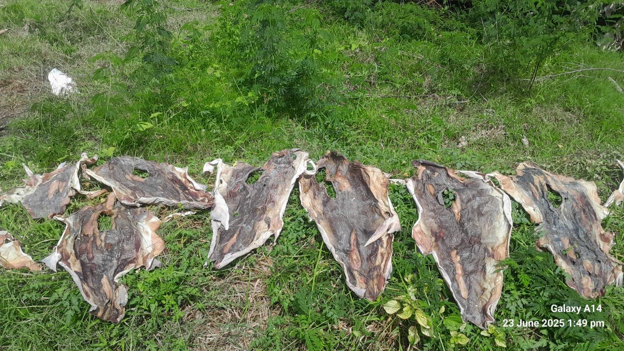 Fish Skin