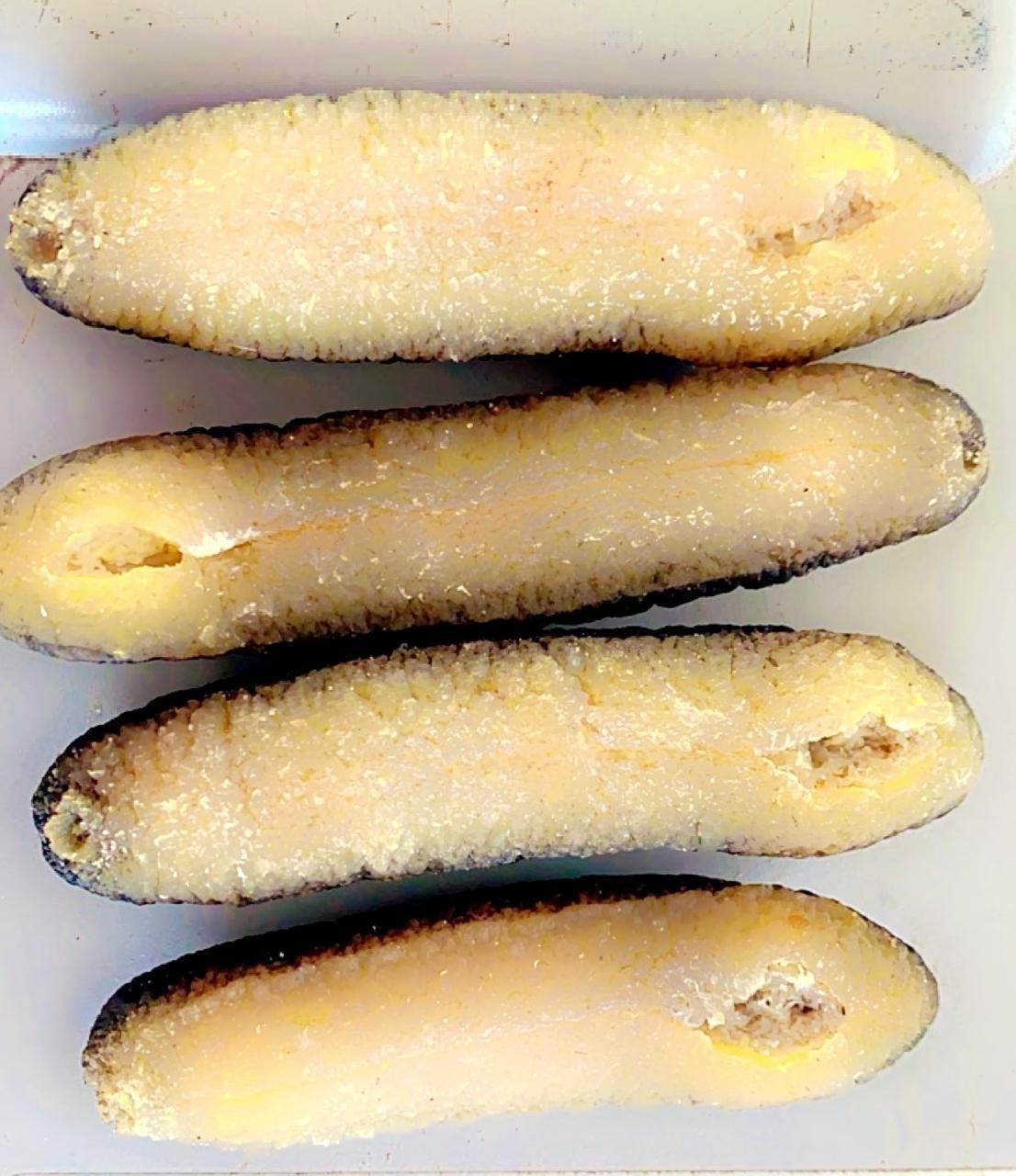 Sandfish - Sea Cucumber