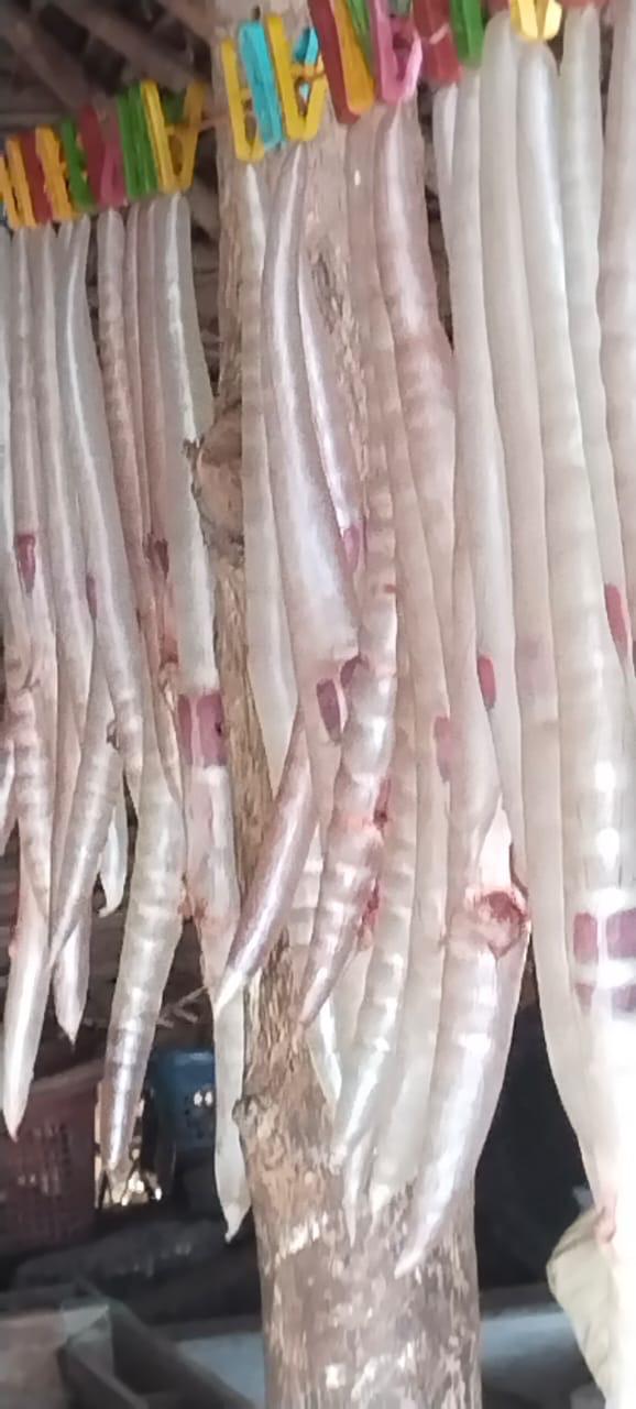 Fresh Dried Eel (Unagi)