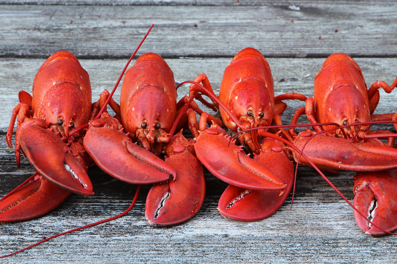 Lobsters