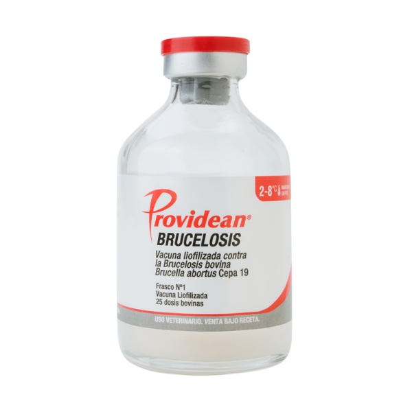 Providean Brucelosis bovina