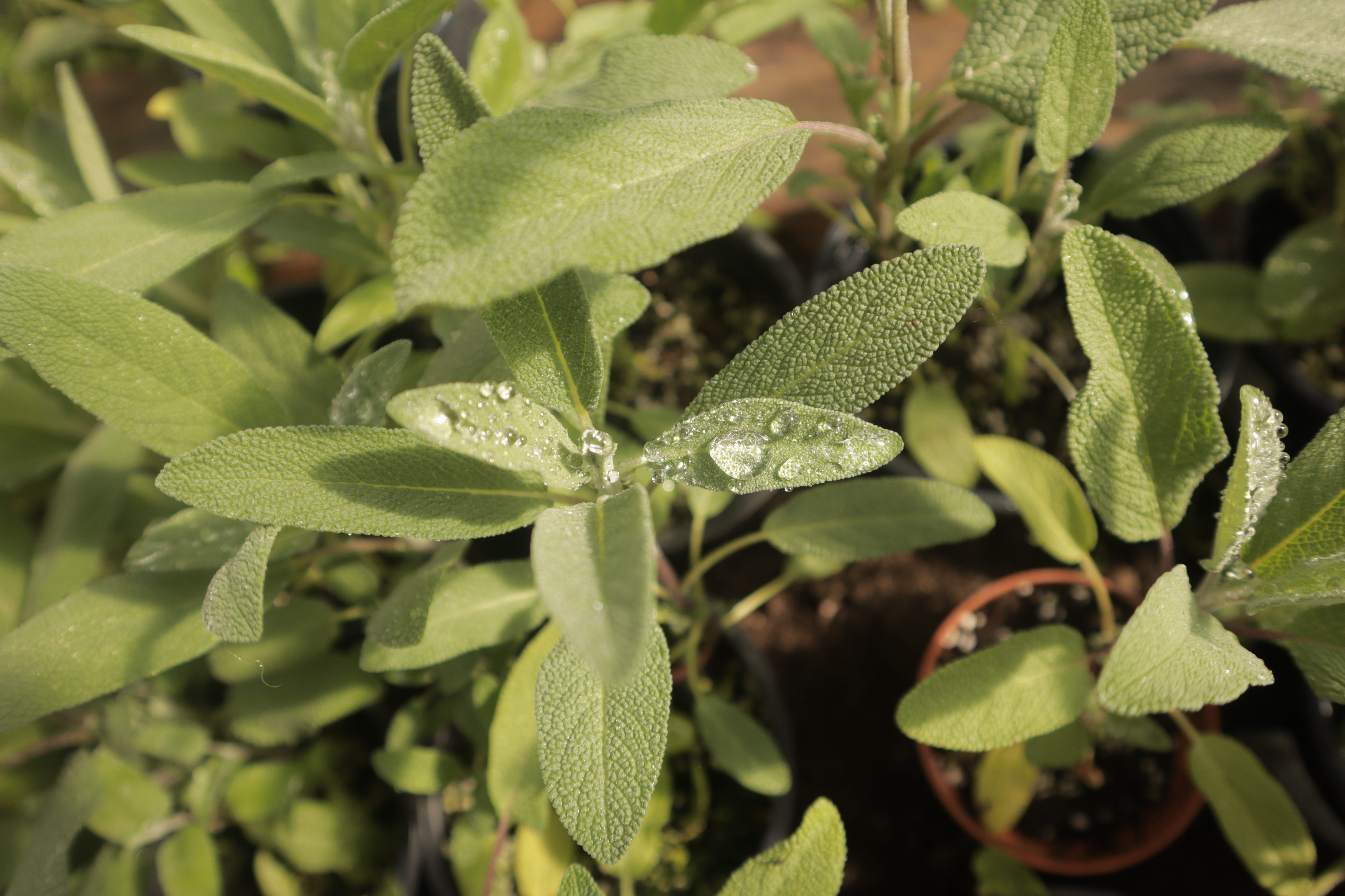 Žajbelj (salvia officinalis)