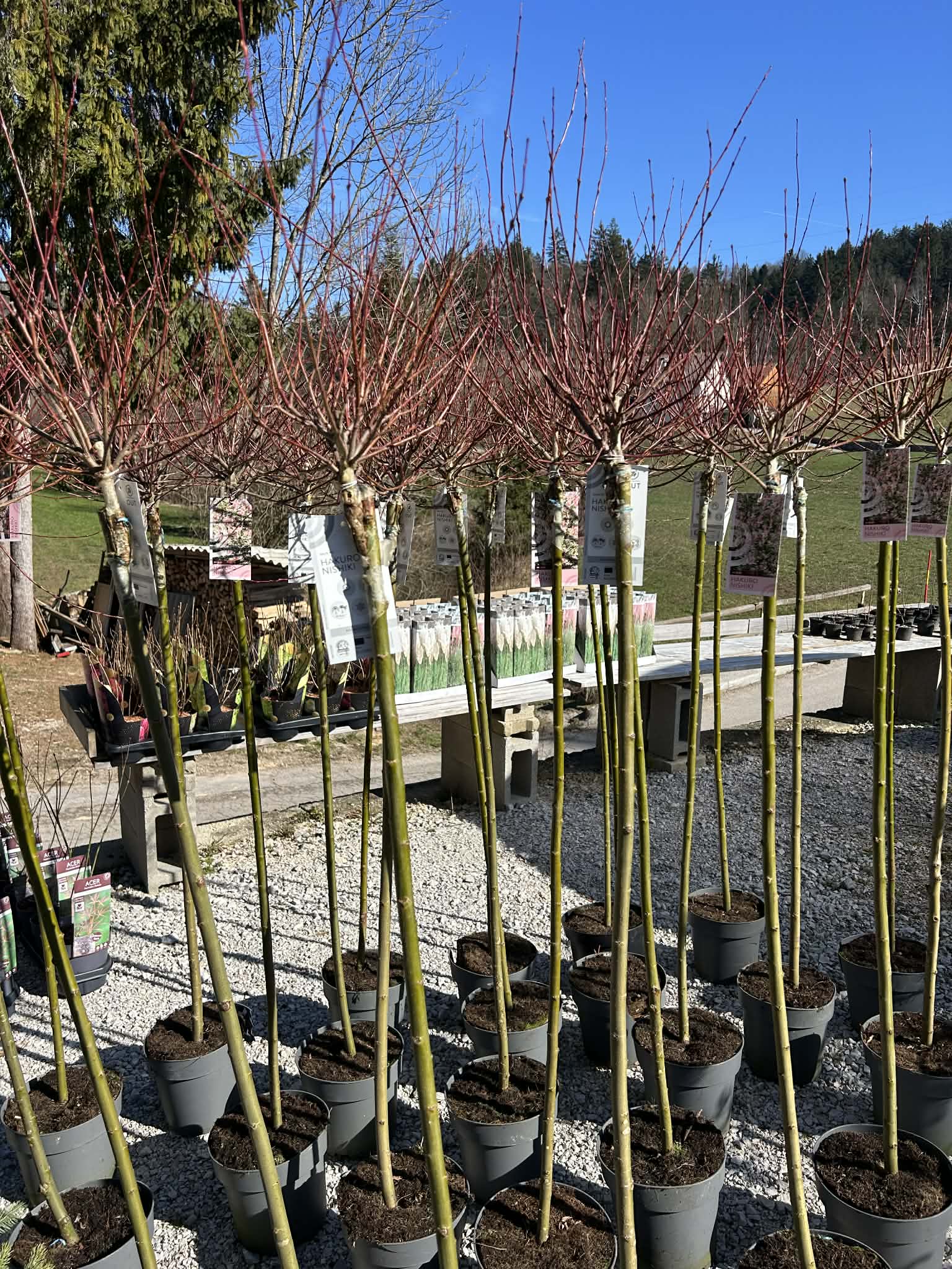 Japonska vrba (salix integra) "hakuro-nishiki"