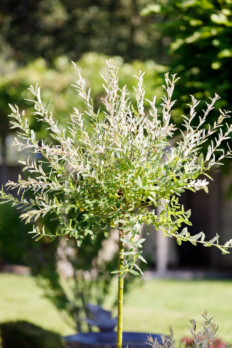 Japonska vrba (salix integra) "hakuro-nishiki"