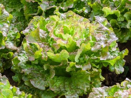 Solata "saragosa" (lactuca sativa)
