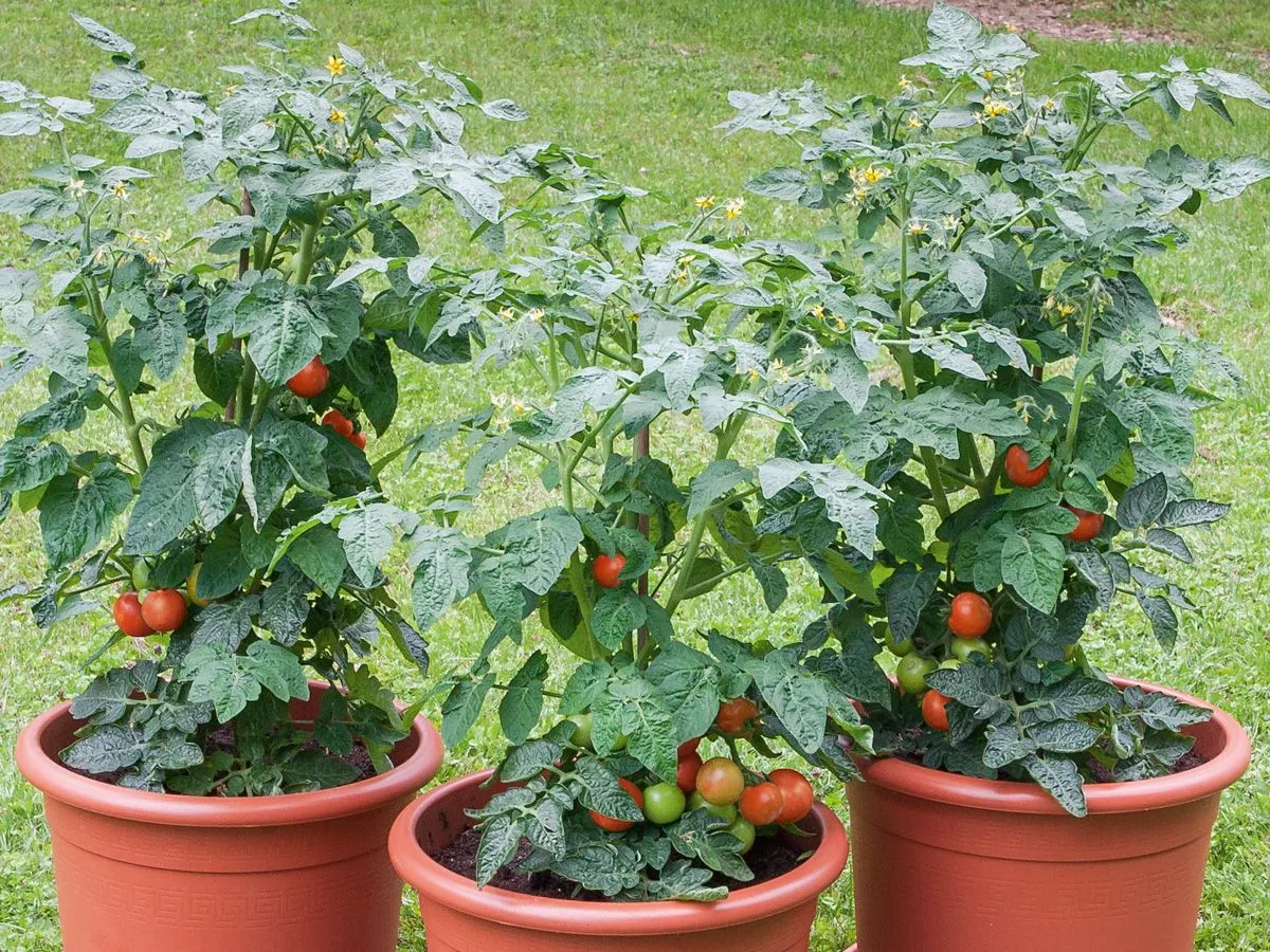 Nizek balkonski paradižnik za v lonce