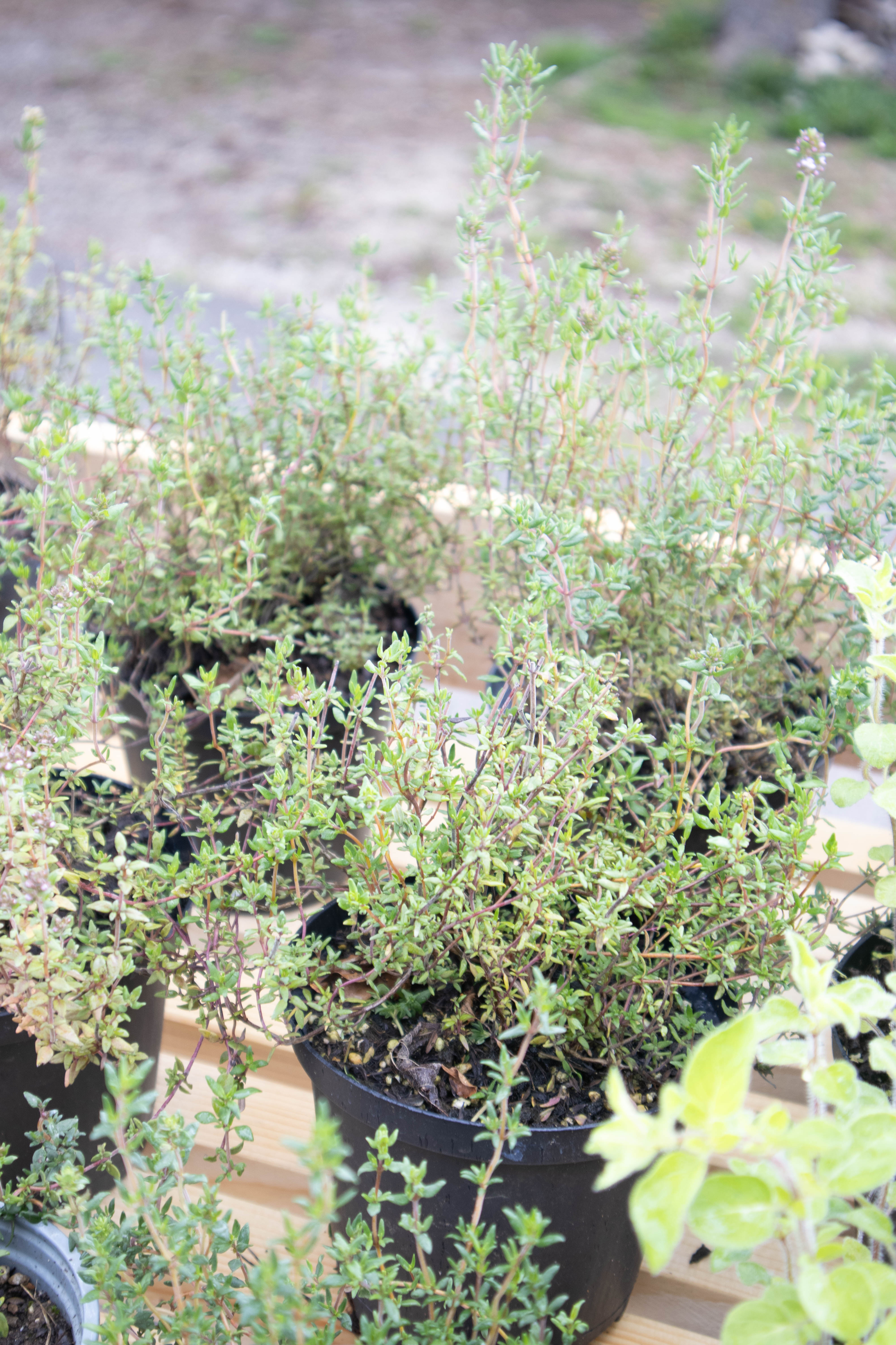 Timijan (thymus vulgaris)