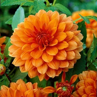 Dalija (dahlia)