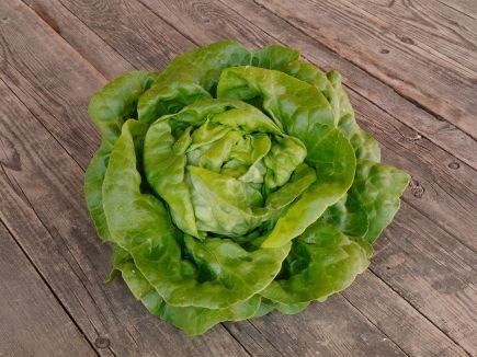 Solata "finja" (lactuca sativa)