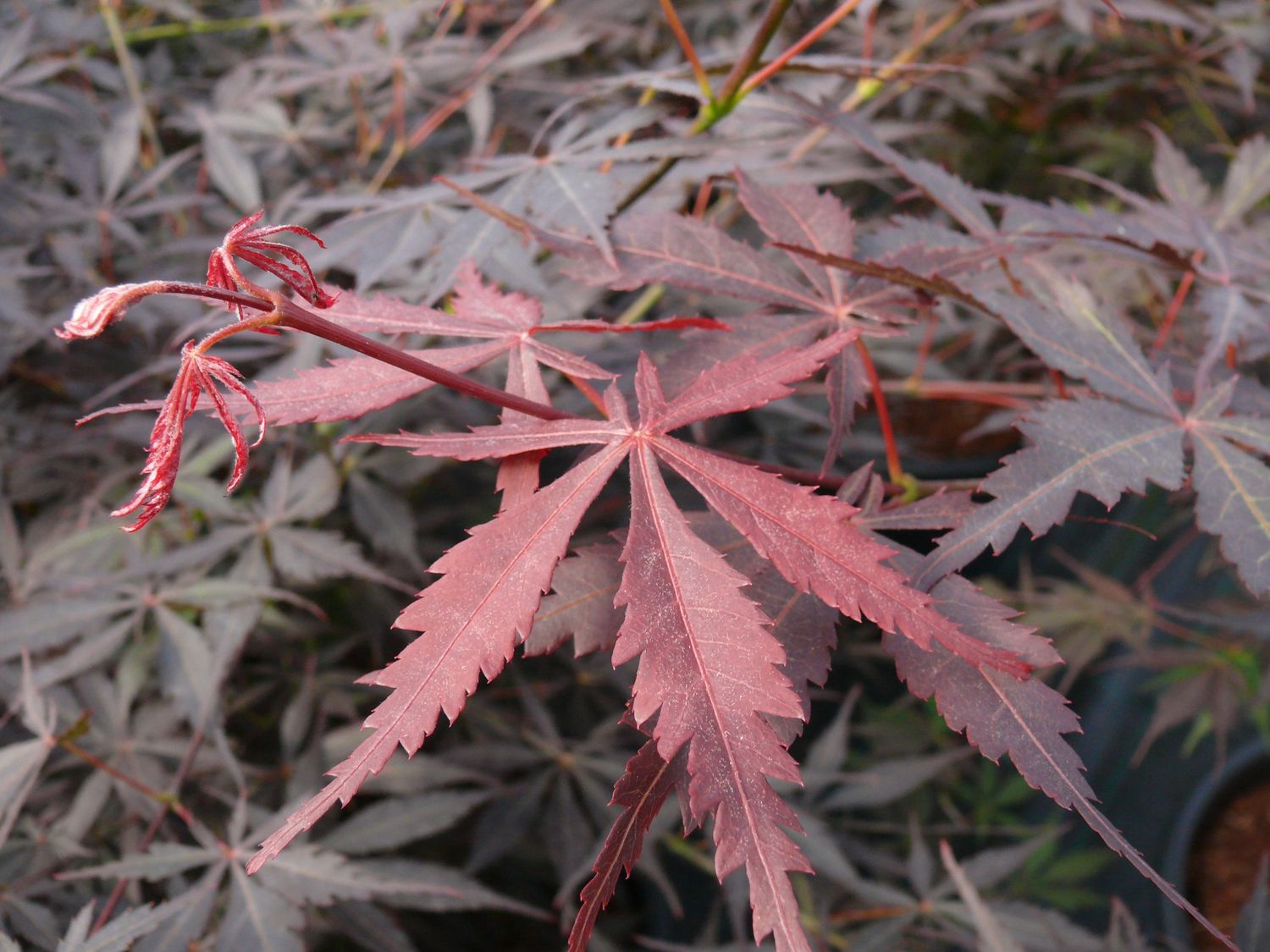 Japonski javor (acer palmate)
