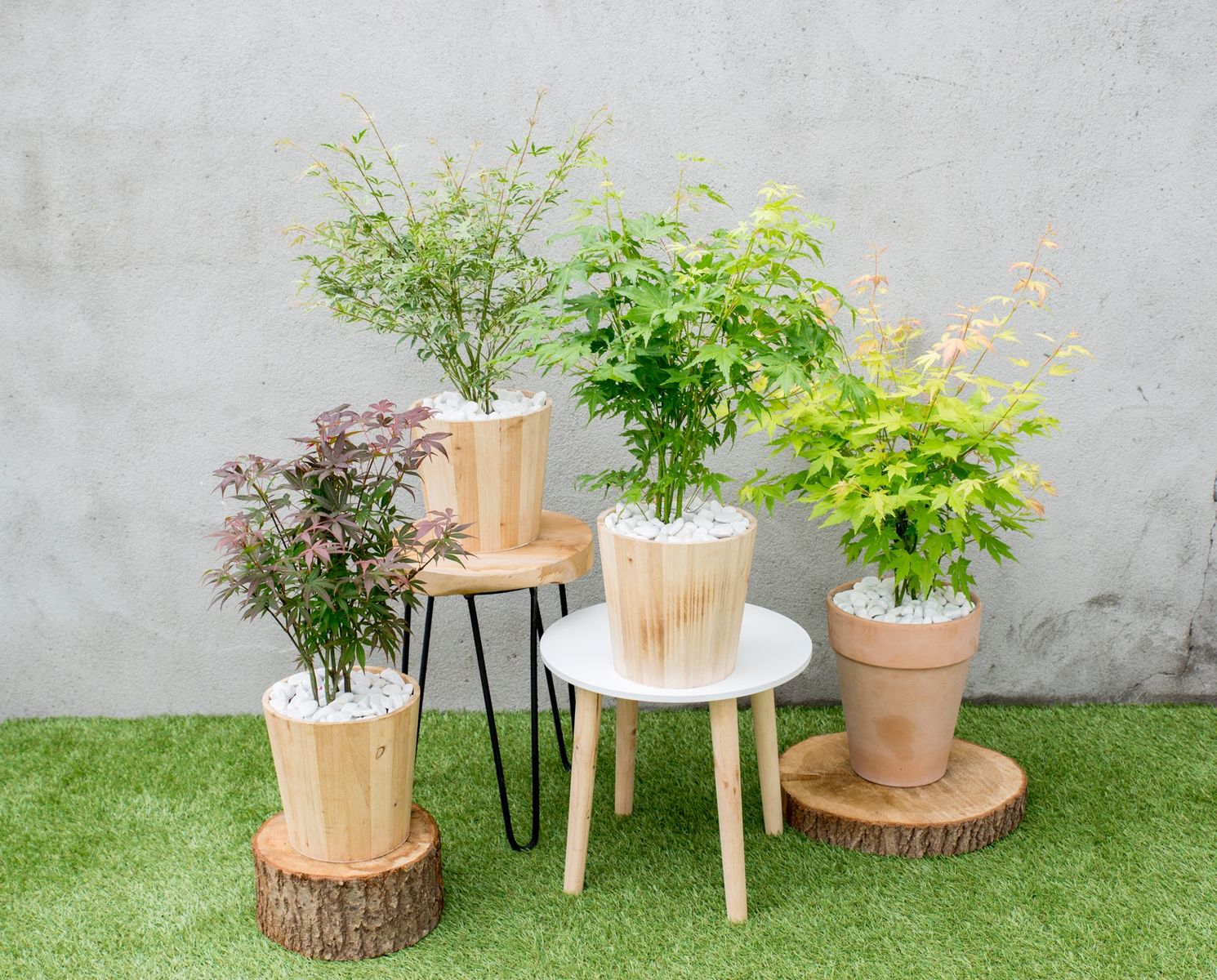 Japonski javor (acer palmate)