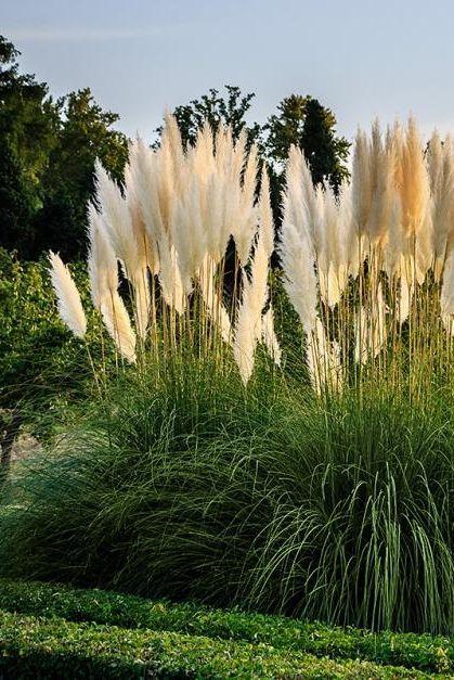 Pampaška trava (cortaderia selloana)