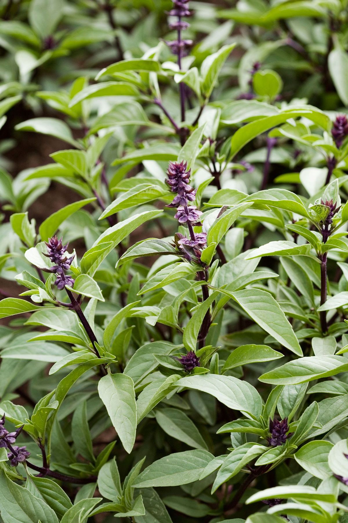 Tajska bazilika (ocimum basilicum var. thyrsiflora)