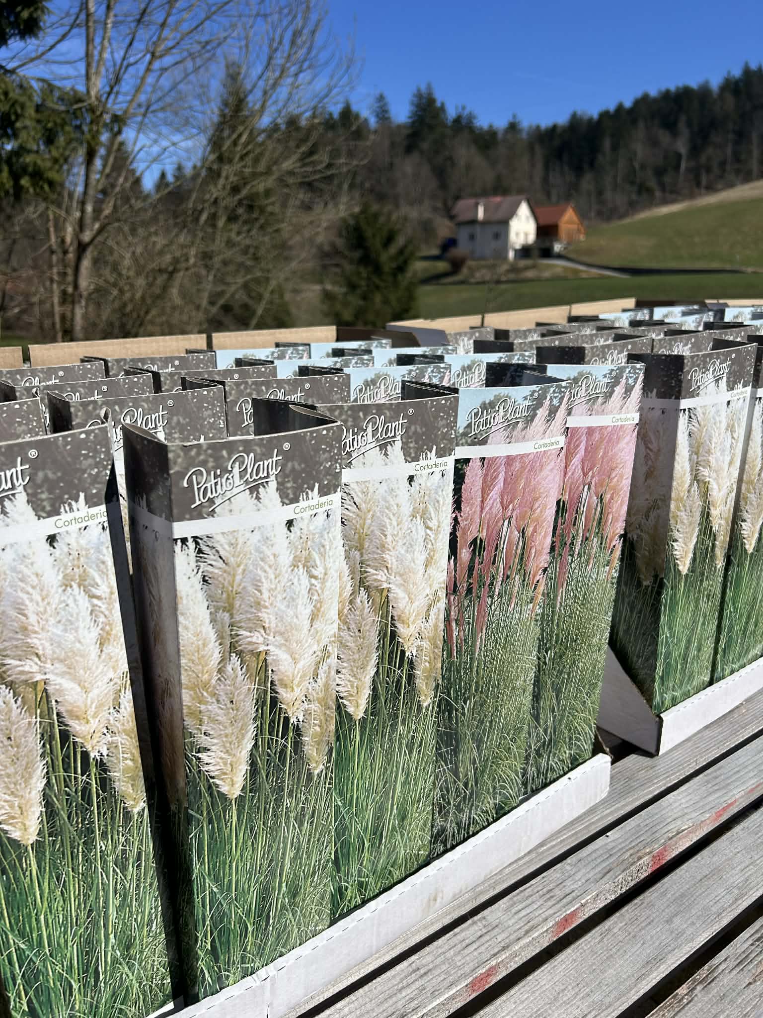 Pampaška trava (cortaderia selloana)