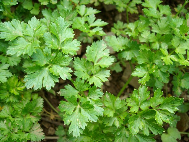 Peteršilj (petroselinum crispum) "amsterdamse"