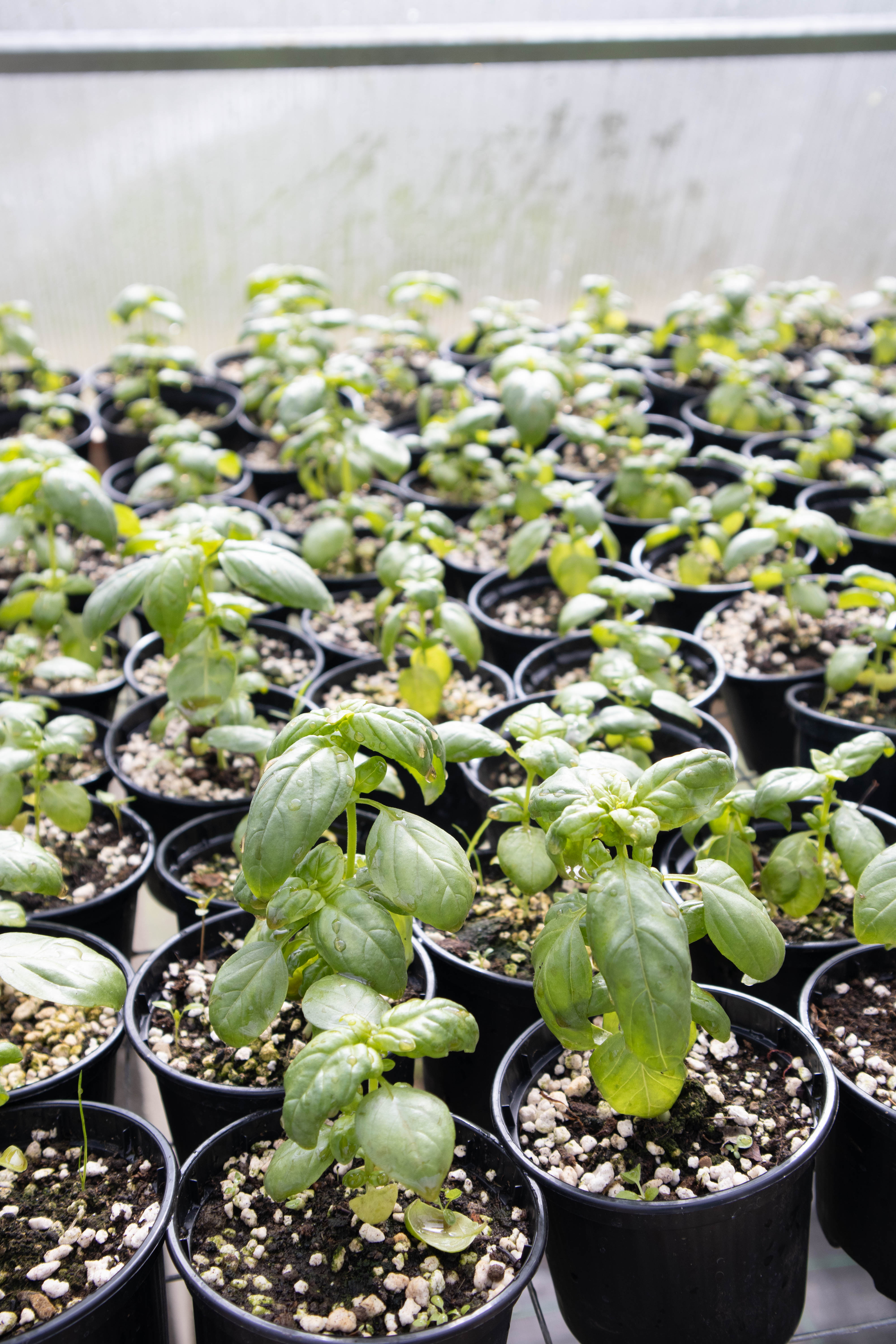 Bazilika (ocimum basilicum)