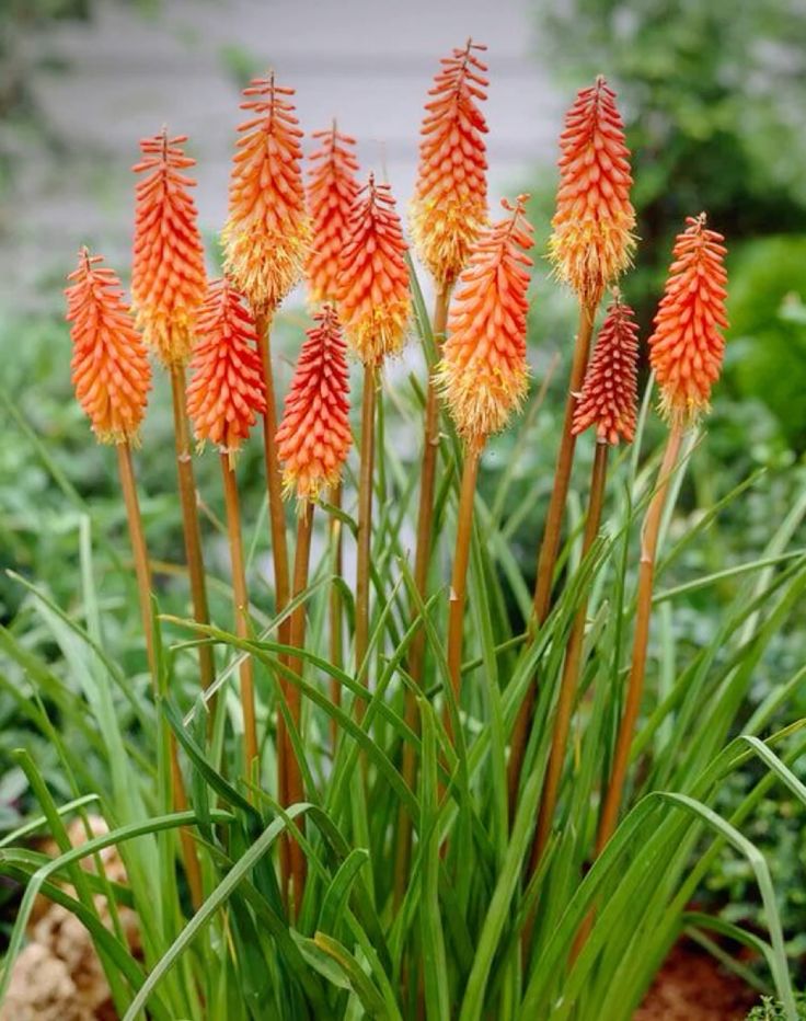Baklasta lilija "kniphofia linearifolia"