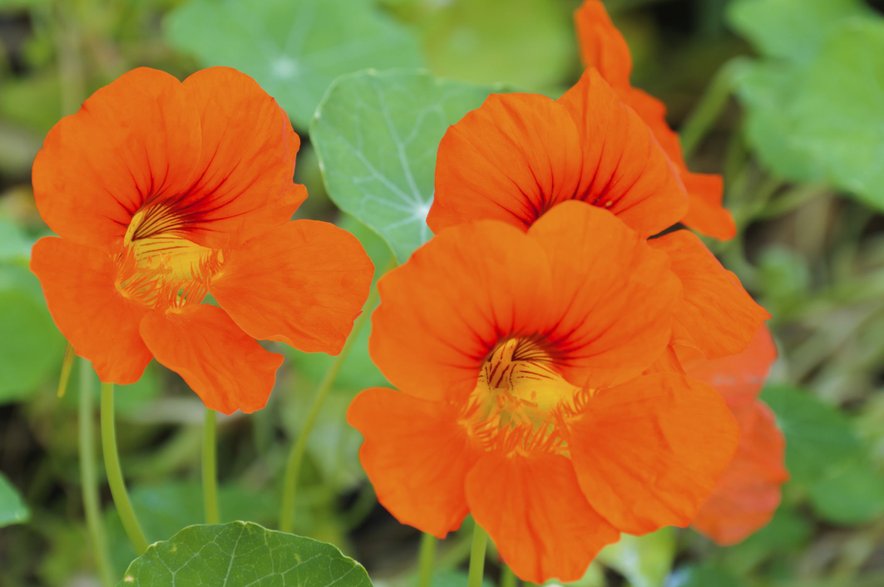 Kapucinka (tropaeolum)