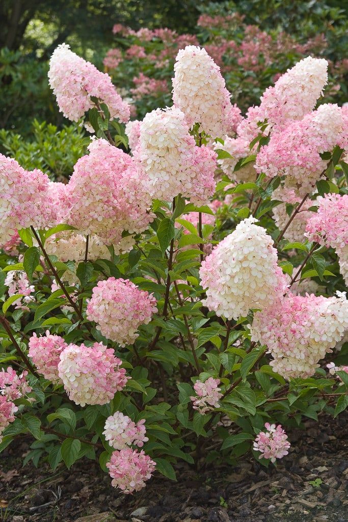 Latasta hortenzija (hydrangea paniculata)