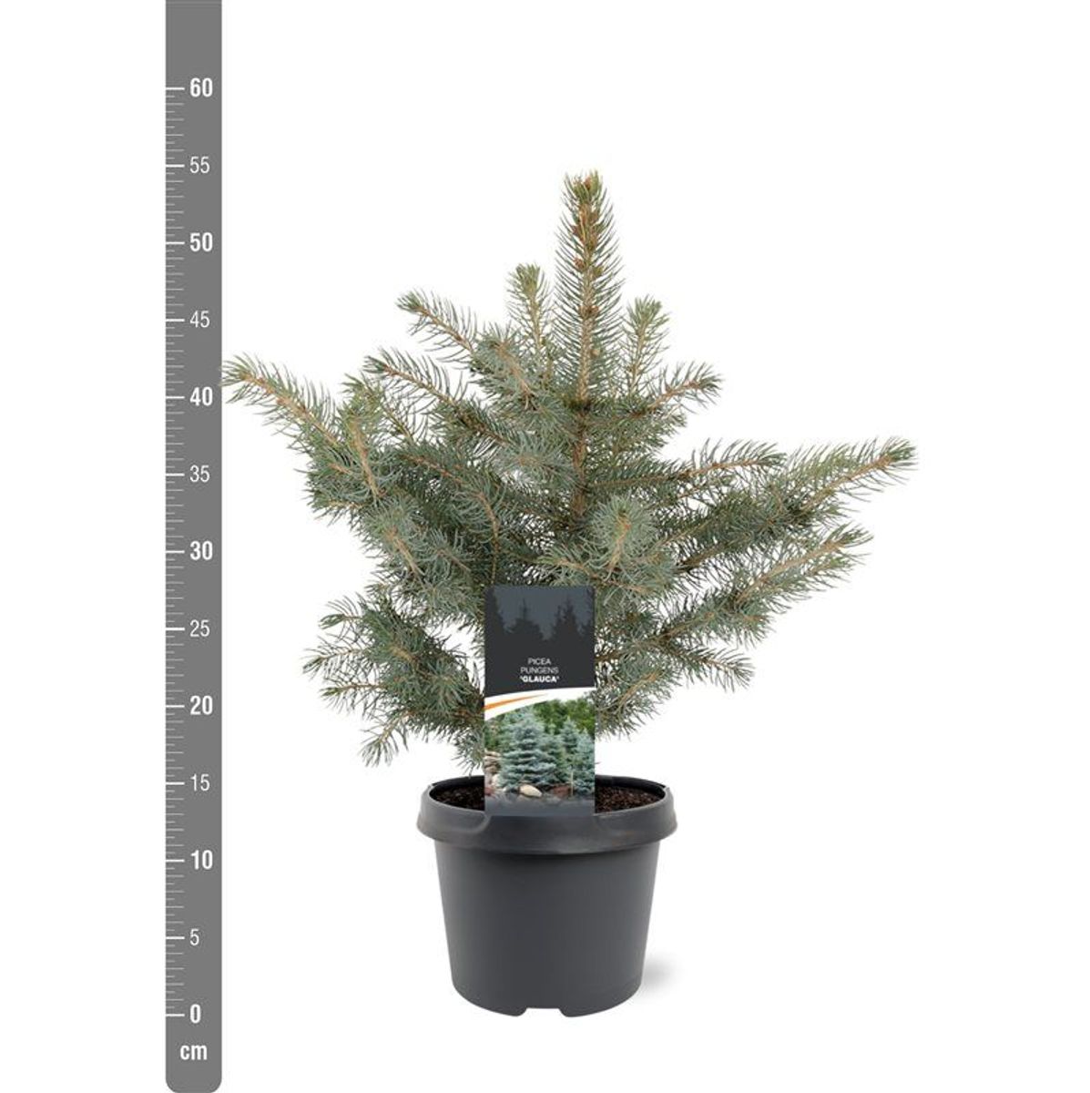 Modra smreka (picea pungens) "glauca"