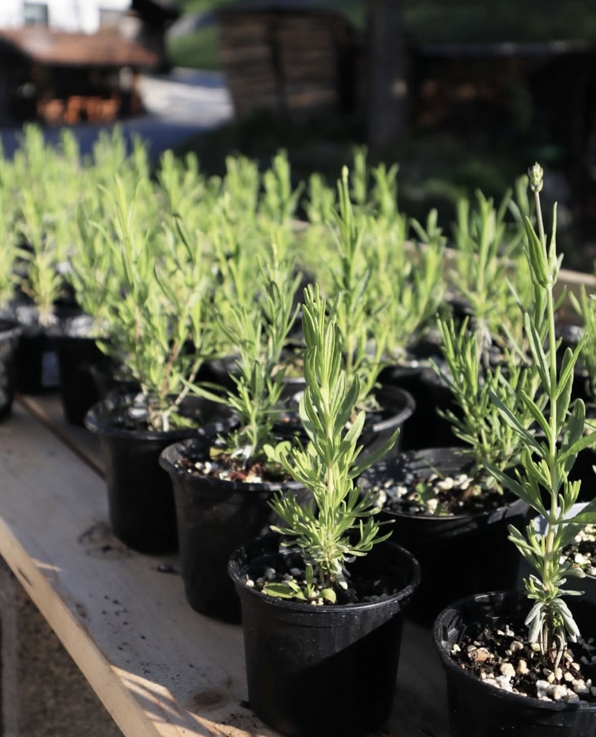 Klasična Sivka (lavandula angustifolia)