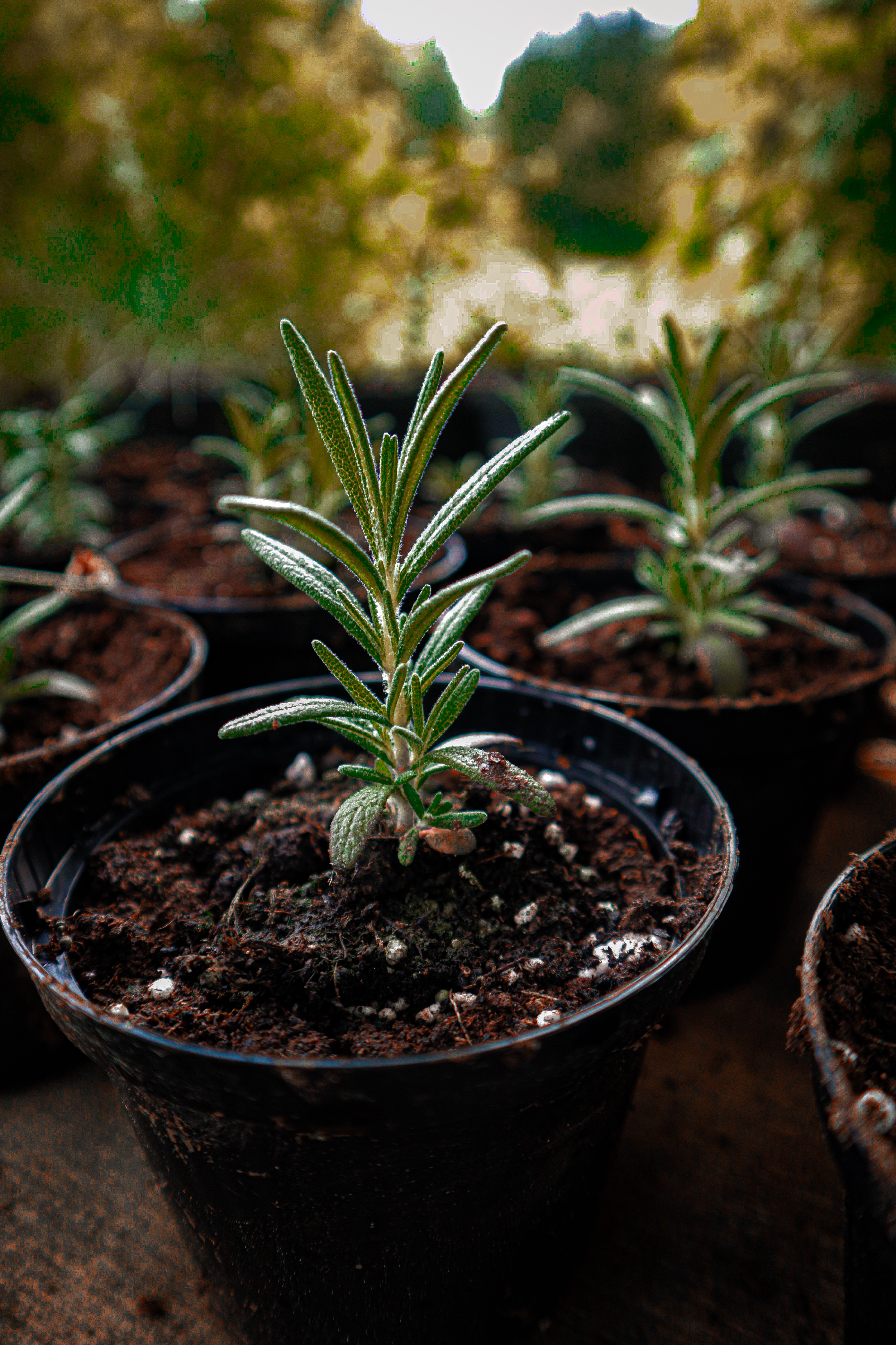 Rožmarin (rosmarinus officinalis)