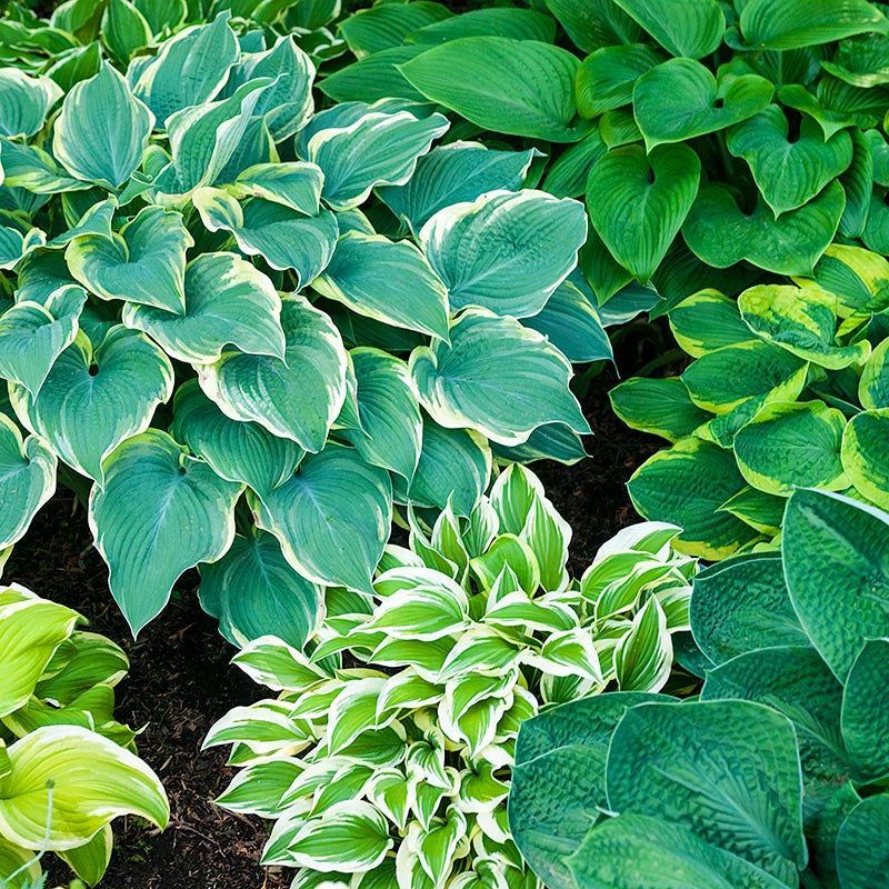 Hosta MIX