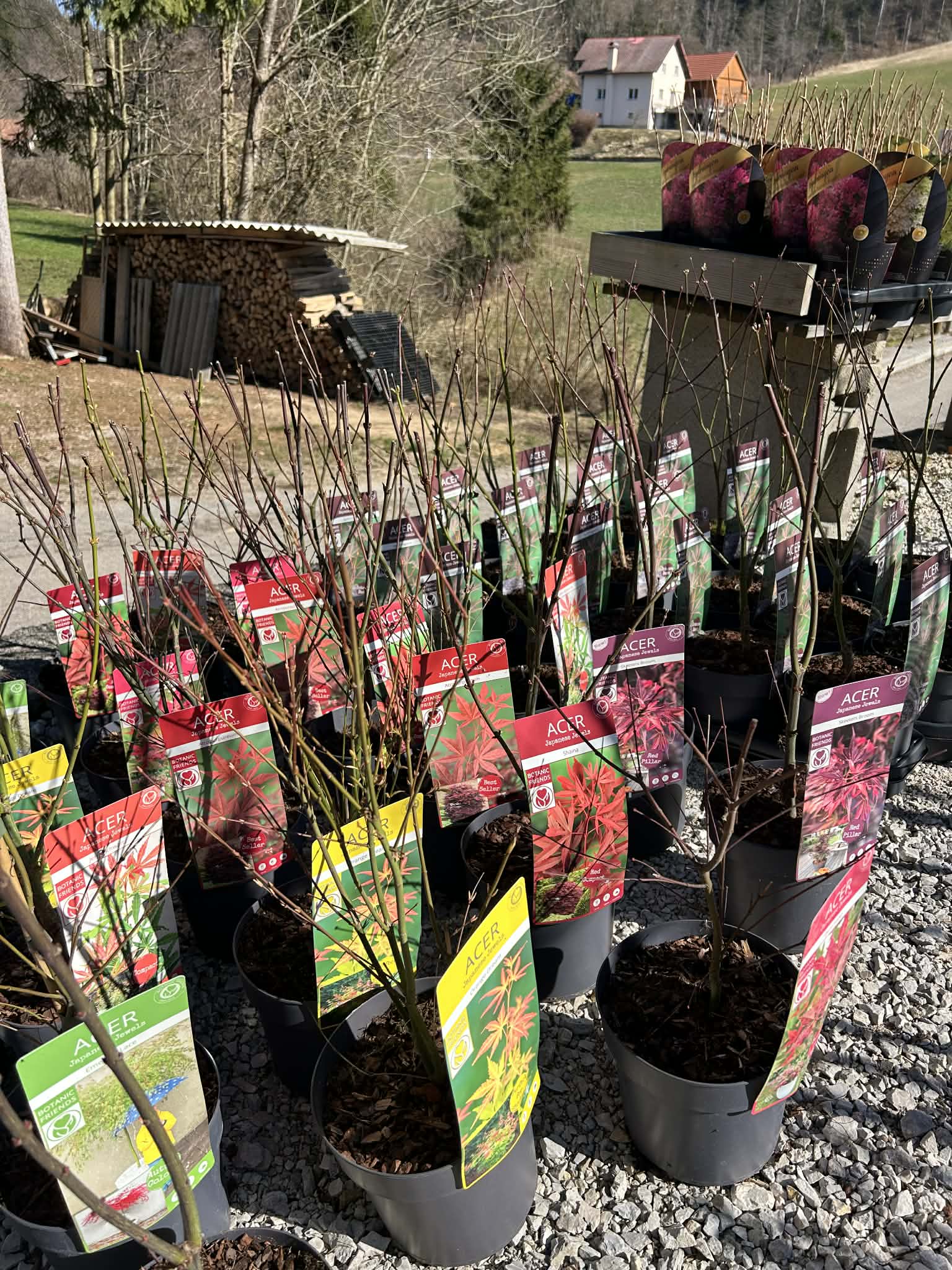 Japonski javor (acer palmate)