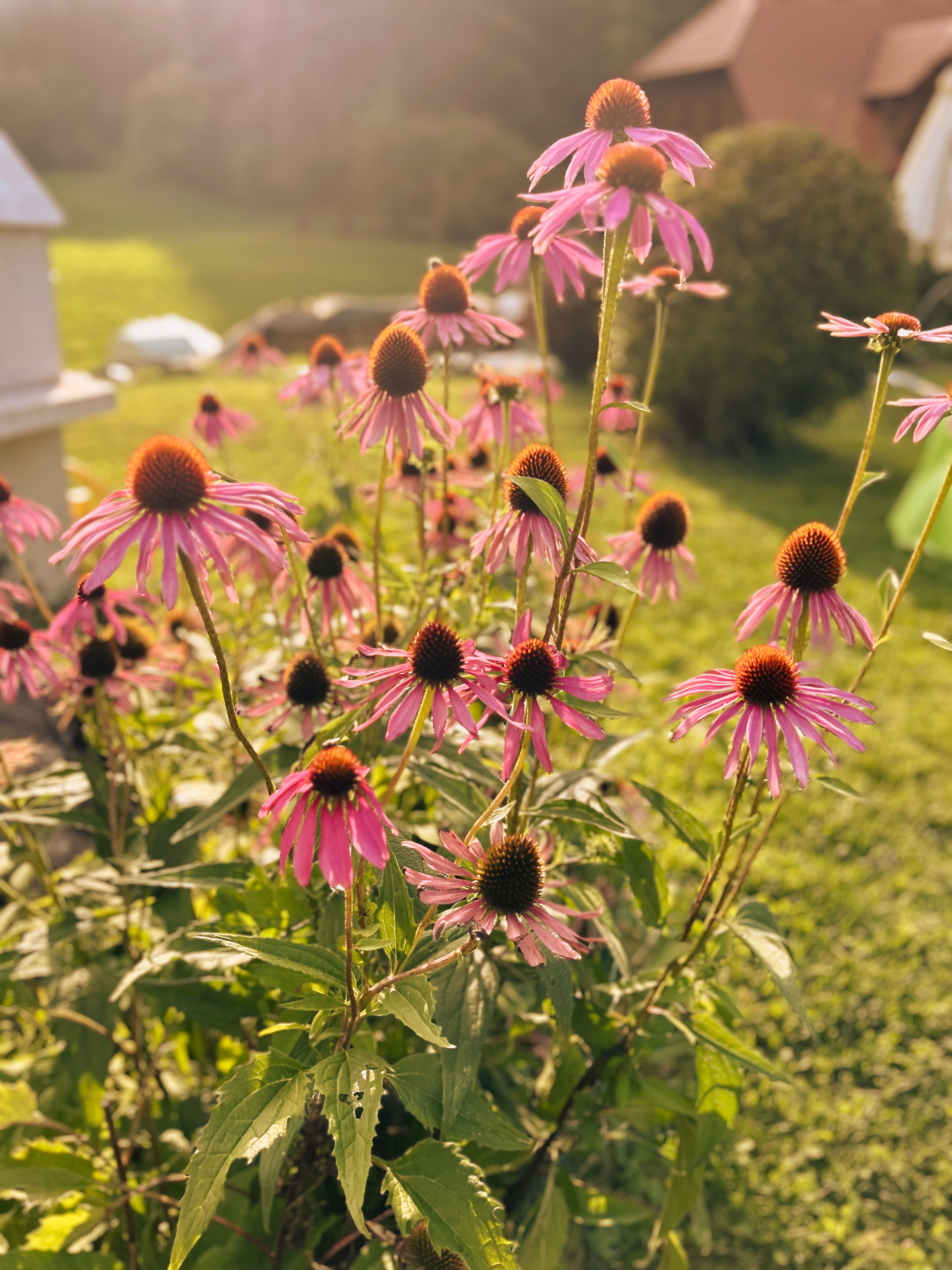 Ameriški slamnik (echinacea purpurea)