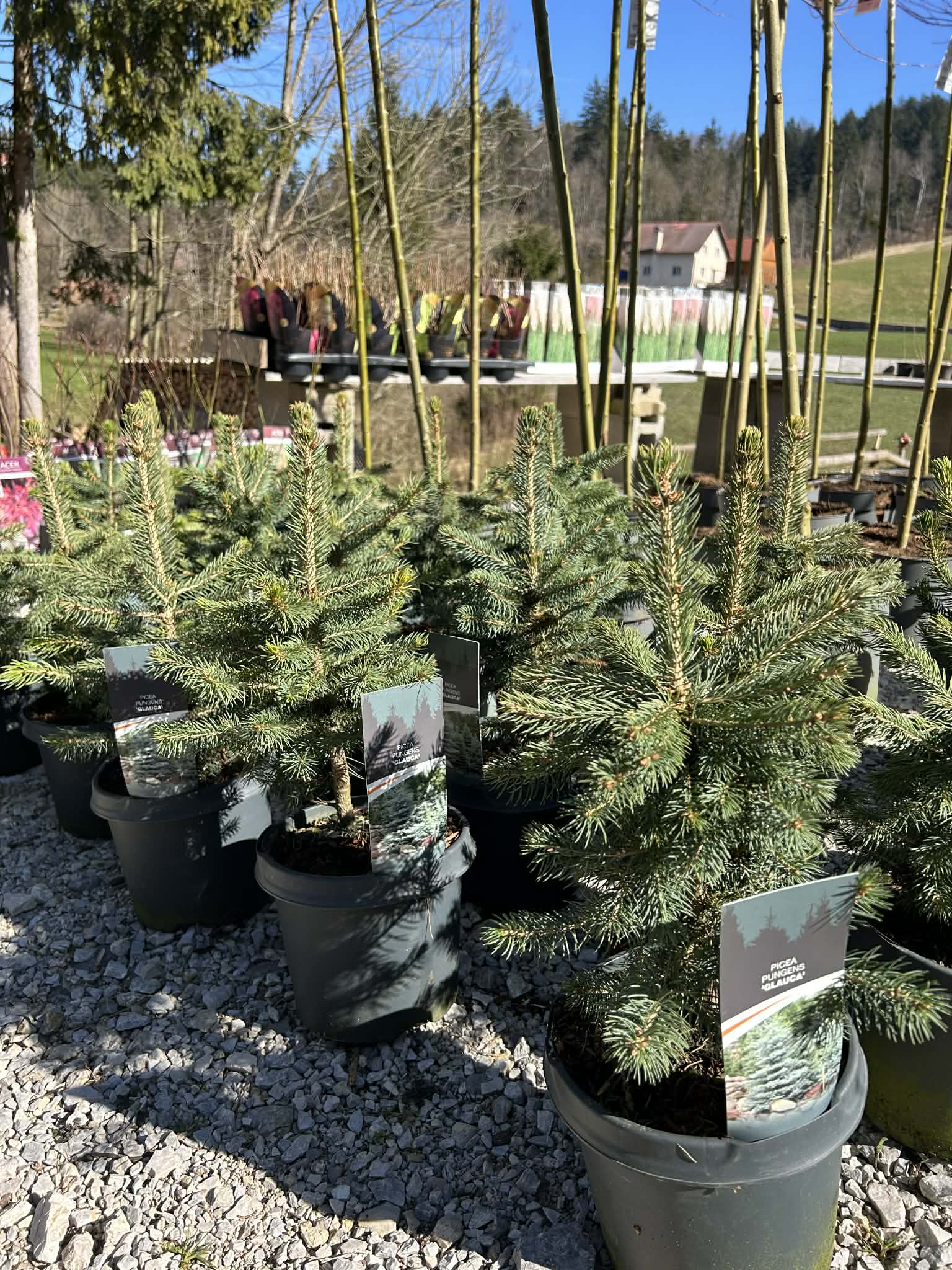 Modra smreka (picea pungens) "glauca"
