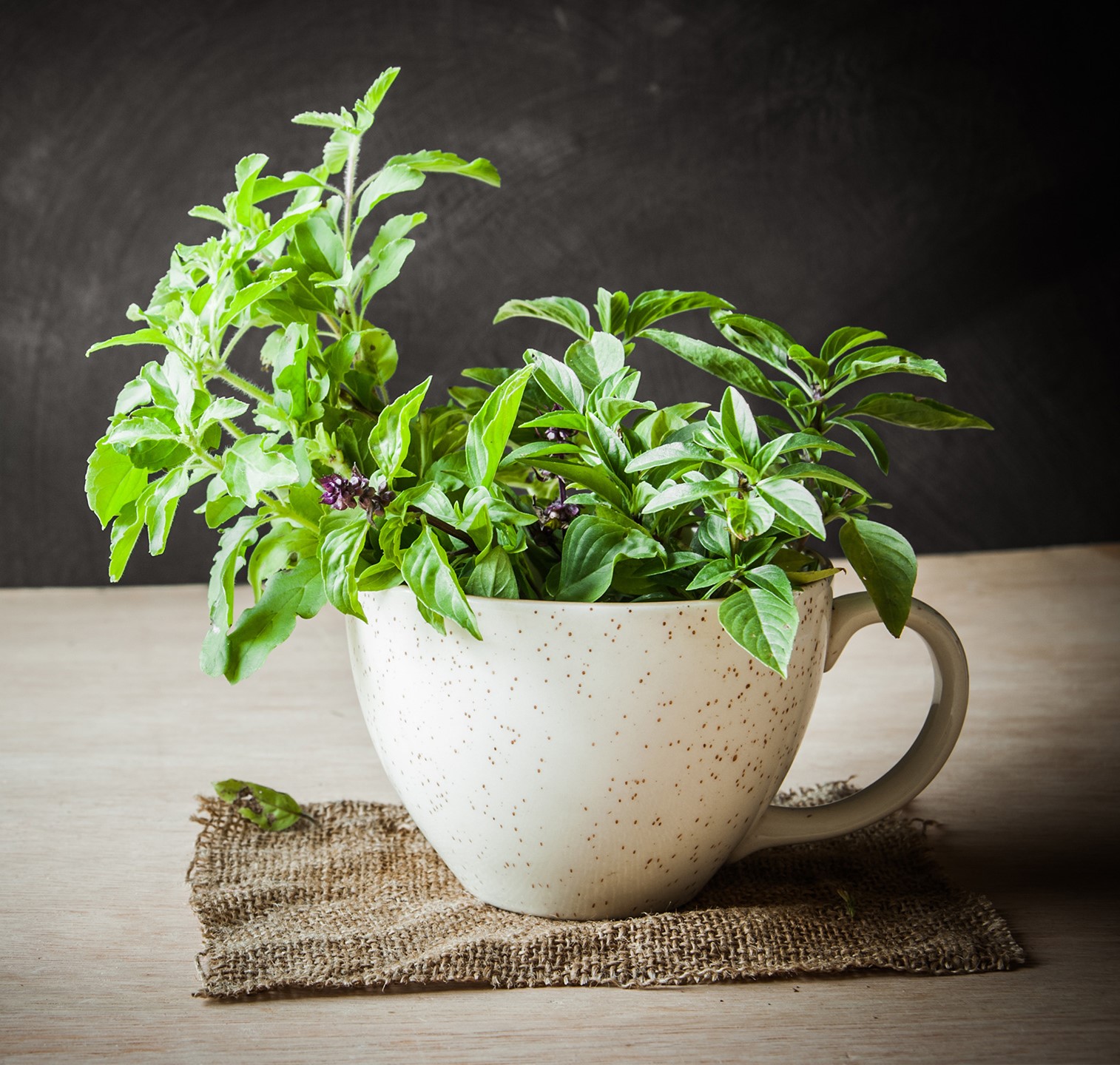 Sveta bazilika (ocimum sanctum / tulsi)